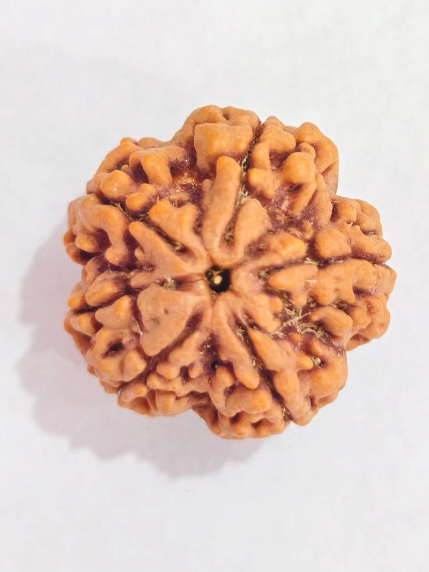6 MUKHI RUDRAKSHA NEPALI