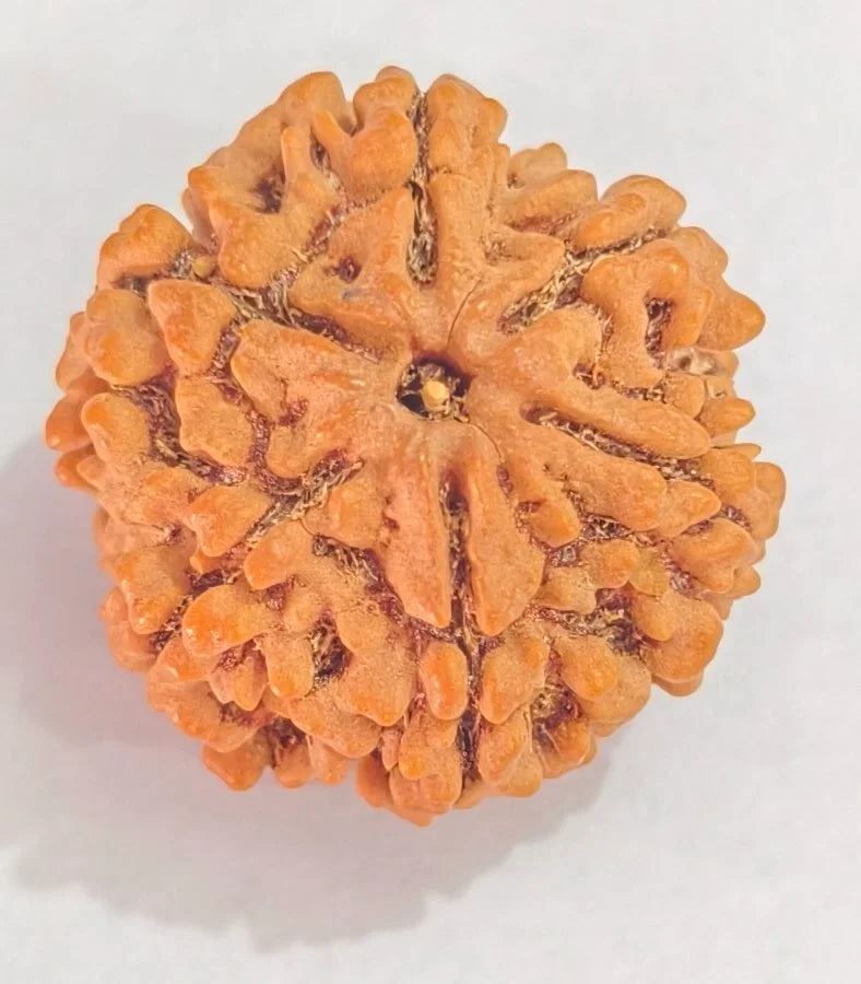 6 MUKHI RUDRAKSHA NEPALI