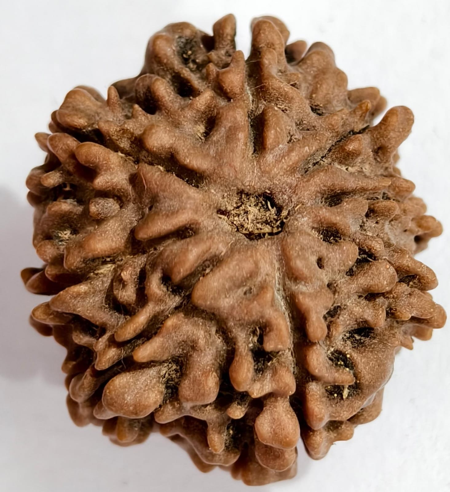 8 MUKHI NEPALI RUDRAKSHA