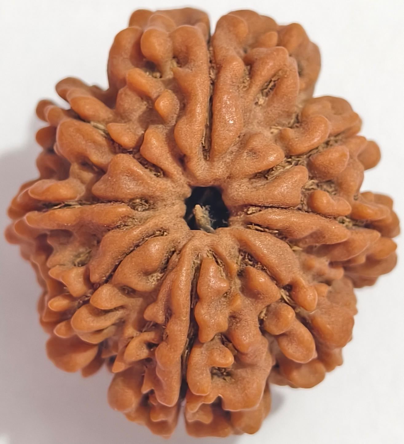 8 MUKHI NEPALI RUDRAKSHA