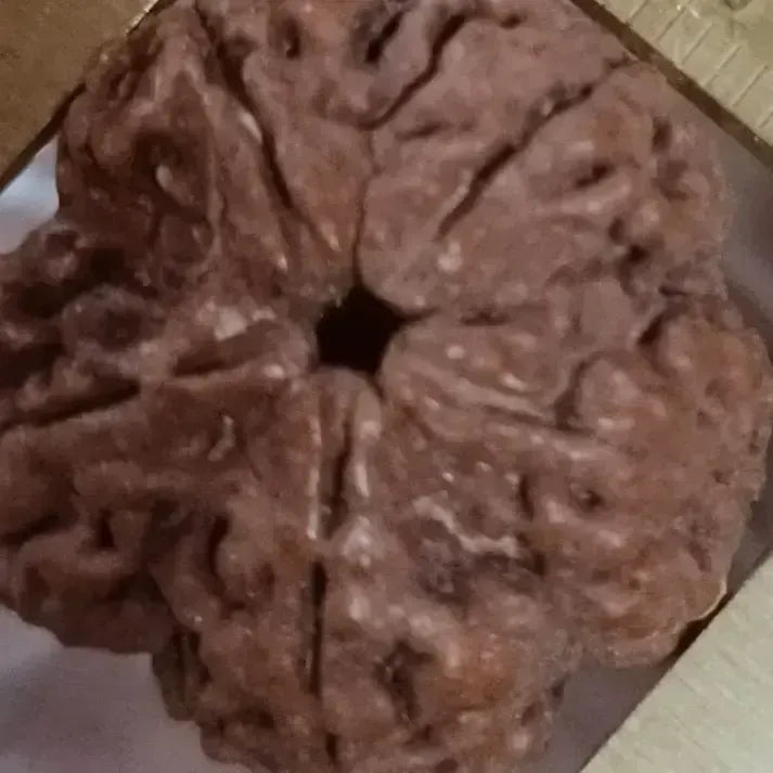 5 MUKHI RUDRAKSHA
