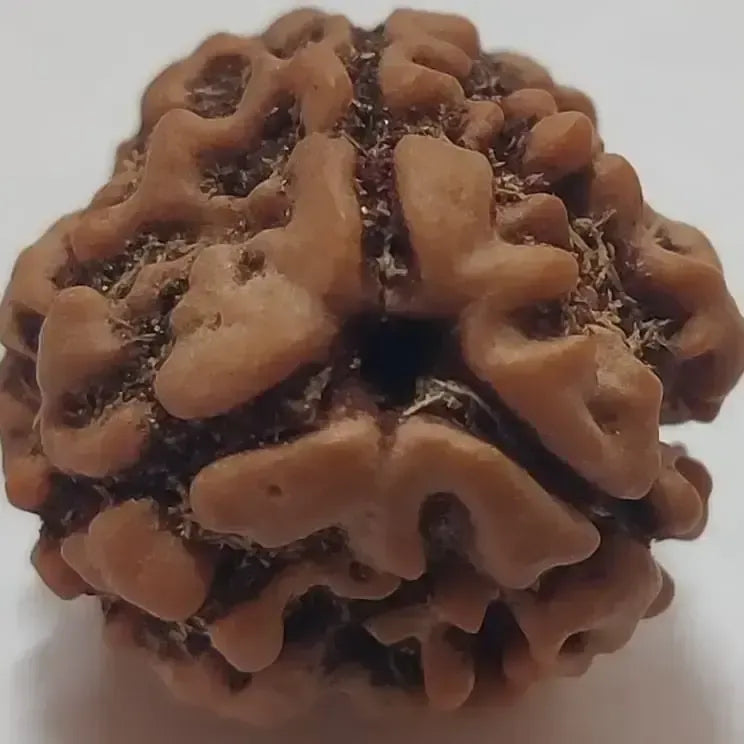 3 Mukhi NEPAL RUDRAKSHA