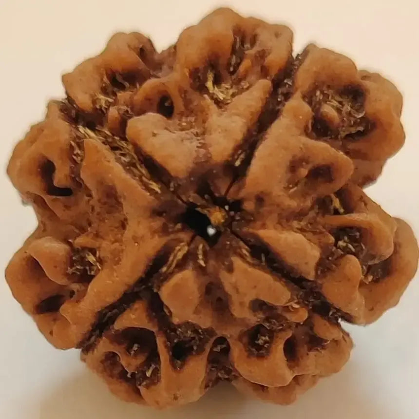 4 MUKHI RUDRAKSHA