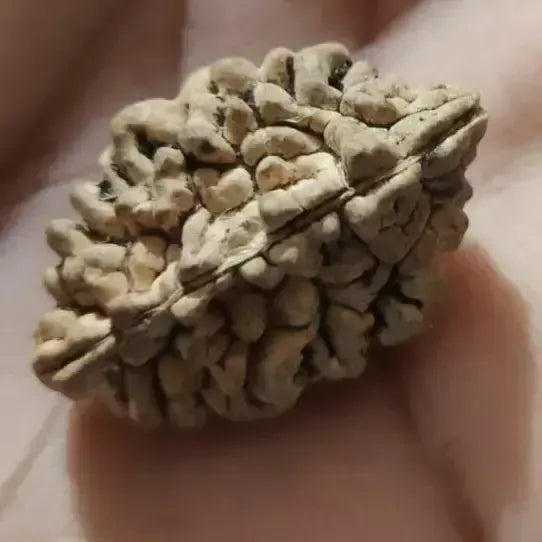 2 Mukhi Rudraksha