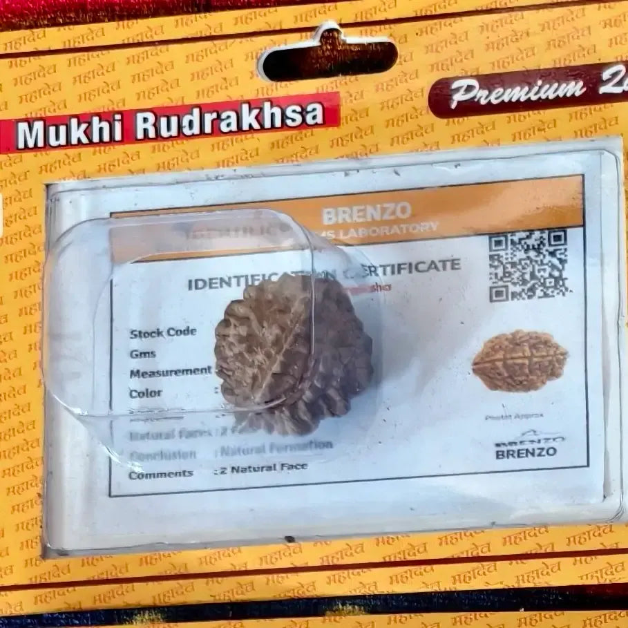 2 Mukhi Rudraksha