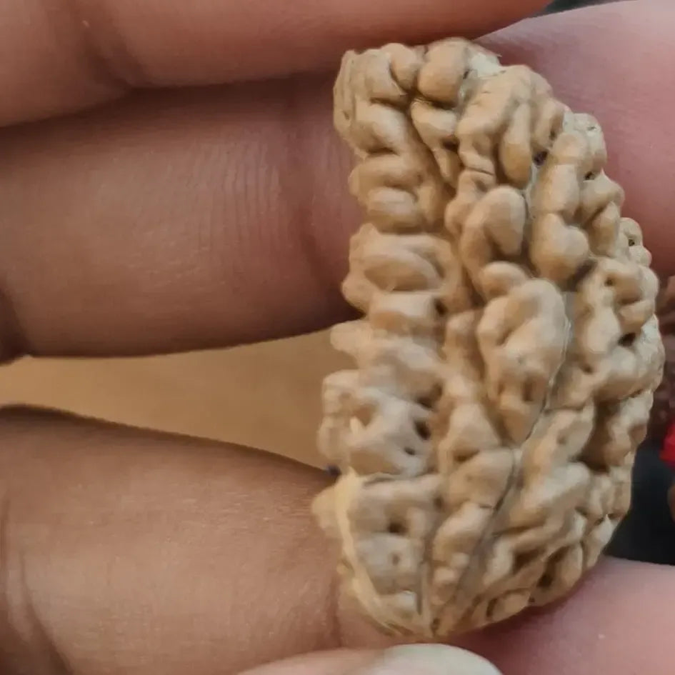 1 MUKHI RUDRAKSHA