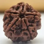 5 MUKHI RUDRAKSHA - Image 2