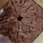 5 MUKHI RUDRAKSHA - Image 3
