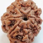 7 MUKHI RUDRAKSHA
