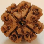4 MUKHI RUDRAKSHA - Image 2