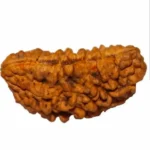 1 MUKHI RUDRAKSHA