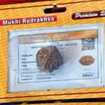 2 Mukhi Rudraksha - Image 2