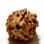 3 Mukhi NEPAL RUDRAKSHA