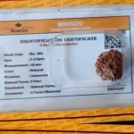 5 MUKHI RUDRAKSHA - Image 4