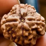 4 MUKHI RUDRAKSHA