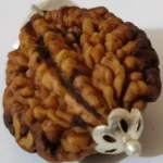 2 Mukhi Rudraksha