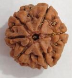 6 MUKHI RUDRAKSHA NEPALI
