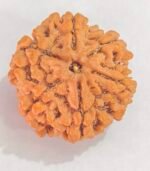 6 MUKHI RUDRAKSHA NEPALI - Image 3